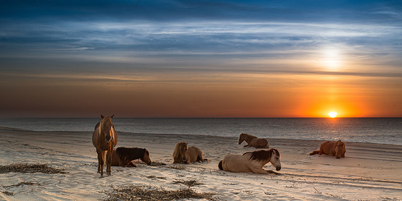 Last Horse Standing