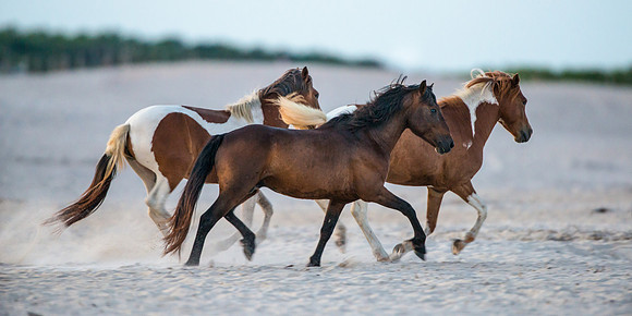 Running Wild