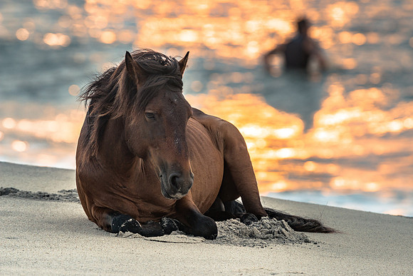 Daybreak Surfhorse