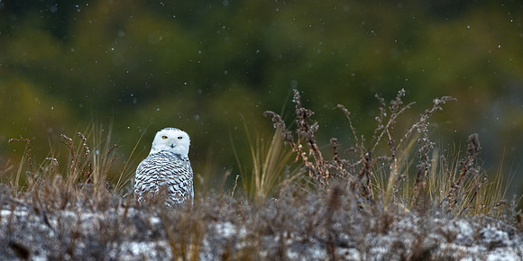 Snowy Owl Flurry