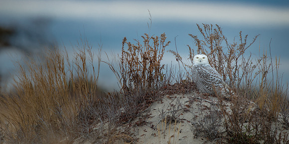 Snowy Dune Owl