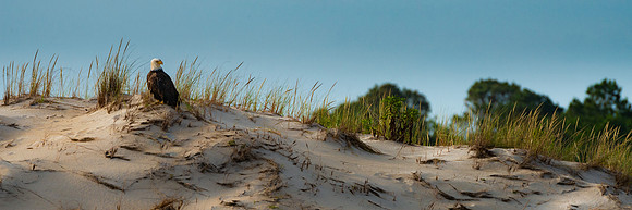 Dune Eagle
