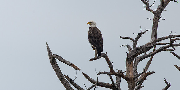 Eagle Perch
