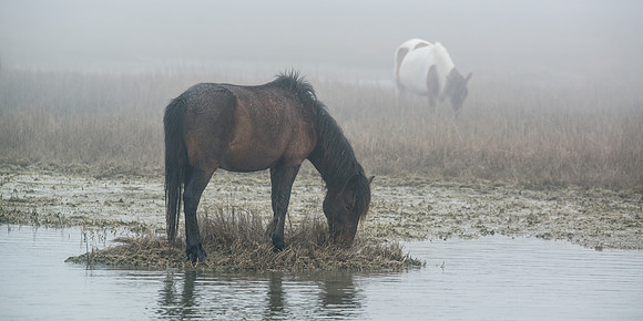 Foggy Reflection