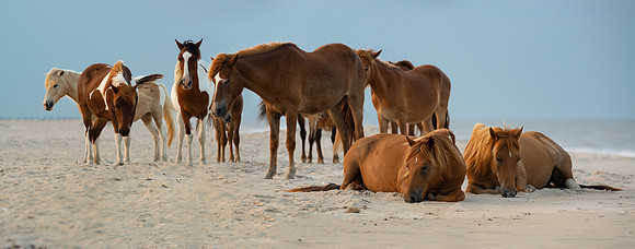 Group Nap